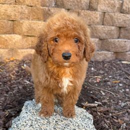 Boy 5 - Apricot male Goldendoodle puppy in San Diego, California from Serrano Pups