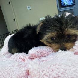 Tiny boy - Black and tan male Yorkshire Terrier puppy in Riverside, California from Playful Puppies