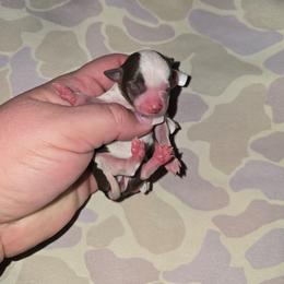 Pepper - Chocolate and white female Chihuahua puppy in Amity, Pennsylvania from Baxters Chihuahuas