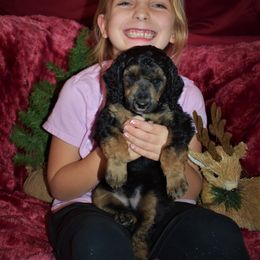 Rudolph - Blue Male - Phantom male Poodle puppy in Nelson, Missouri from MD Triple Creek Ranch