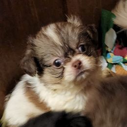 Pekingese from Pekaboo Pekingese