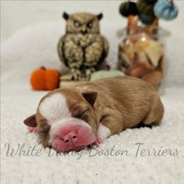 Hecate - Fawn female Boston Terrier puppy in Mulberry, Arkansas from White Valley Boston Terriers