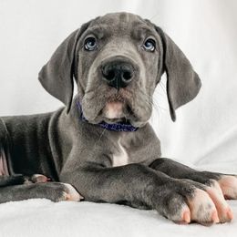 Dachshund, Great Dane, and Yorkshire Terrier Puppies from WZ Kennels