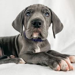 Dachshund, Great Dane, and Yorkshire Terrier Puppies from WZ Kennels