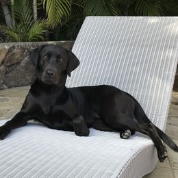 Luna - Labrador Retriever