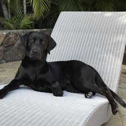 Luna - Labrador Retriever