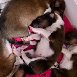Collie Puppies from Kindred Spirit Collies