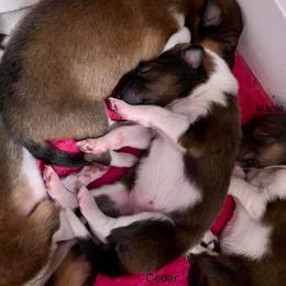 Collie Puppies from Kindred Spirit Collies