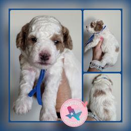 Boomer - Parti male Goldendoodle puppy in Vernon, Texas from Sugarland's Texas Goldendoodles
