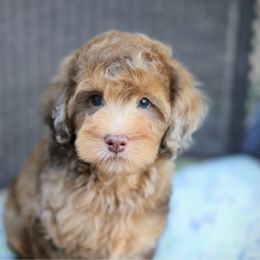 Reef - Sable male Bernedoodle puppy in Queen Creek, Arizona from Dulcito Doodles