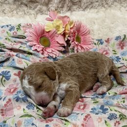 Red abstract - Red  female Goldendoodle puppy in Colorado Spgs, Colorado from Colorado Springs Doodles