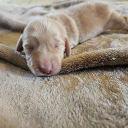 Jolene - Red female Dachshund puppy in Lebanon, Oregon from Willow Moons Dachshunds