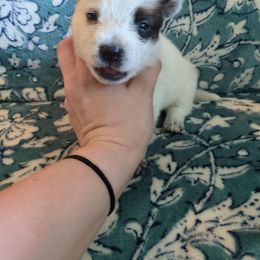 Orchard - Red mottled female Australian Cattle Dog puppy in Mena, Arkansas from Red Desert Australian Cattle Dogs