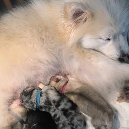 Pomsky puppies from H & H Pomskies