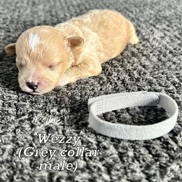 Wezzy - Cream Maltipoo puppy in Gastonia, North Carolina from Little Toy Poodles