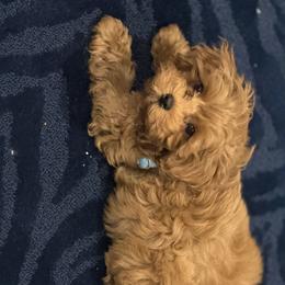 Maltipoo All Grown Up from Minipaws kennel
