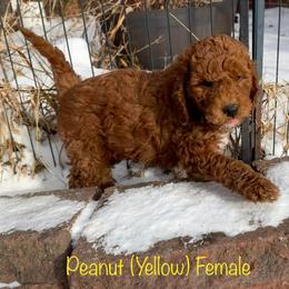 Peanut - Red  female Goldendoodle puppy in De Pere, Wisconsin from Kinzor Kennels