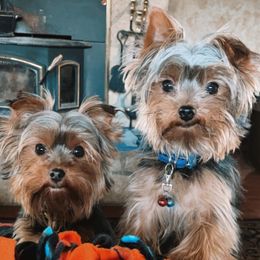 Yorkshire Terriers from Tammy's Yorkshire Terriers
