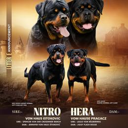 Rottweiler puppies from Karol's Rottweilers