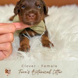 Clover - Chocolate female Goldendoodle puppy in Atlanta, Georgia from Teddy Puppies