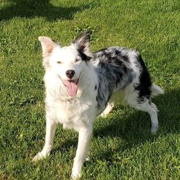 Kimber - Border Collie
