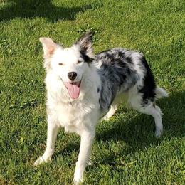 Kimber - Border Collie