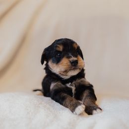 Joey - Black tri-color male Aussiedoodle puppy in Orleans, Indiana from Mae Blossom Puppies