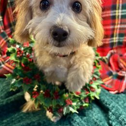 Caper - Red male Assorted Doodle Crosses puppy in Howard City, Michigan from Petite Joie Puppies
