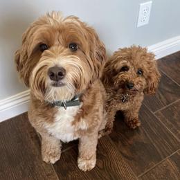 Aussiedoodle and Goldendoodle Puppies from Garside Doodles