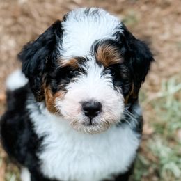 Bernedoodles and Bernese Mountain Dogs from Nova Valley Puppies
