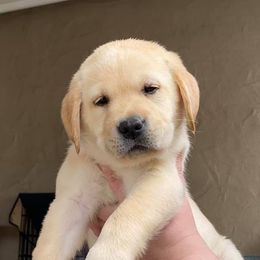 Labrador Retrievers from SandStorm Labradors