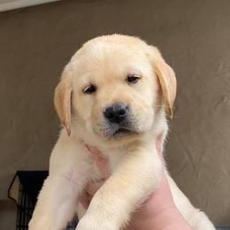 Labrador Retrievers from SandStorm Labradors