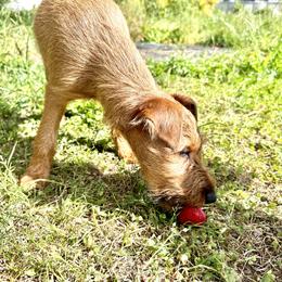 Irish Terrier Puppies from Red Branch Irish Terriers