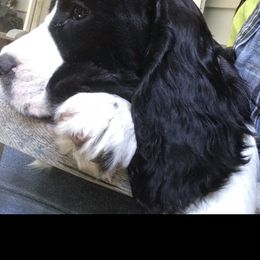 English Springer Spaniel Puppies from Georgia's Springers