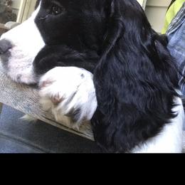 English Springer Spaniel Puppies from Georgia's Springers