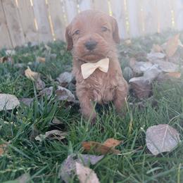Edgar-Gray - Apricot male Goldendoodle puppy in Casper, Wyoming from 307 Doodles