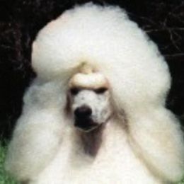 Poodles from Mithril Standard Poodles