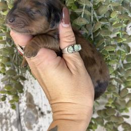 Seth - Dapple male Dachshund puppy in California from Ranch Hand Weenies