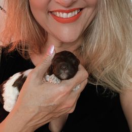 Lagotto Romagnolo Puppies from Anna’s Lagottos