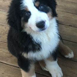Bernese Mountain Dog Puppies from D’S Bernese Mountain Dogs