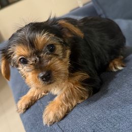 Traditional Black Girl - Black and tan female Yorkshire Terrier puppy in North Las Vegas, Nevada from KD's Yorkshire Terriers