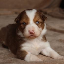 Jade - AKC Reg Red Tri - Red female Border Collie puppy in Courtland, Alabama from C Bar C Ranch Border Collies