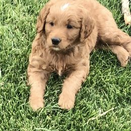 Goldendoodle Puppies from Triple HHH puppies