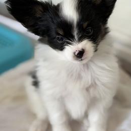 Papillon Puppies from Cloud Papillon