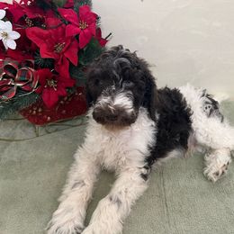 Boy 2 - Parti Poodle puppy in Texas from C Ranch Kennel