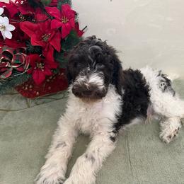 Boy 2 - Parti Poodle puppy in Texas from C Ranch Kennel