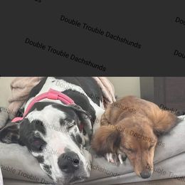 Dachshund and Labrador Retriever All Grown Up from Double Trouble Dachshunds & Labs