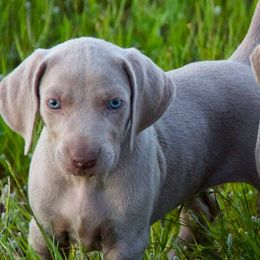 Weimaraners from Brooksburg Weimaraners