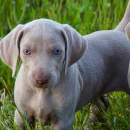 Weimaraners from Brooksburg Weimaraners