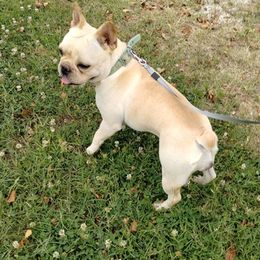 French Bulldogs from Sasha 's Frenchies